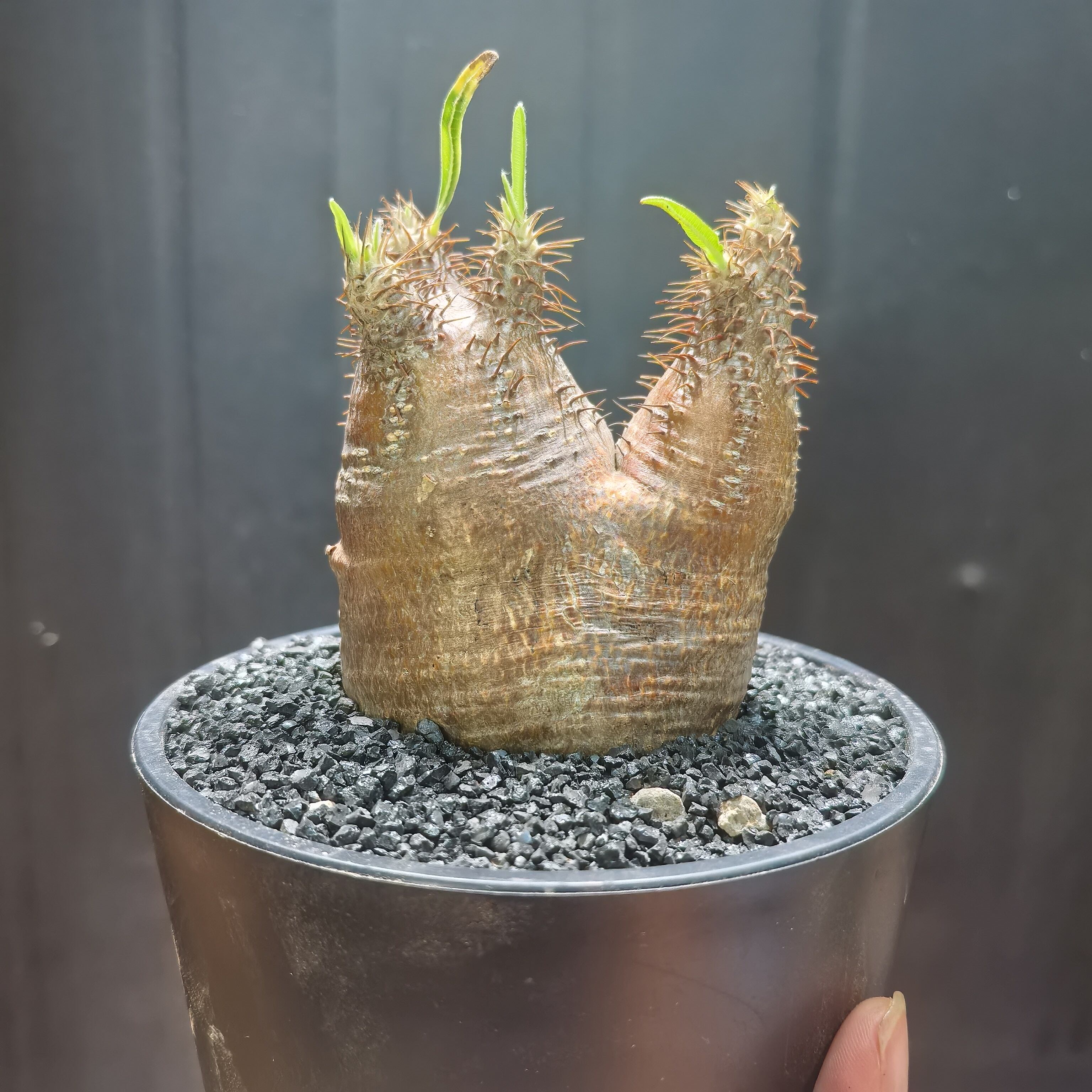 红皮象芽宫Pachypodium rosulatum gracilius块根植物一物一拍