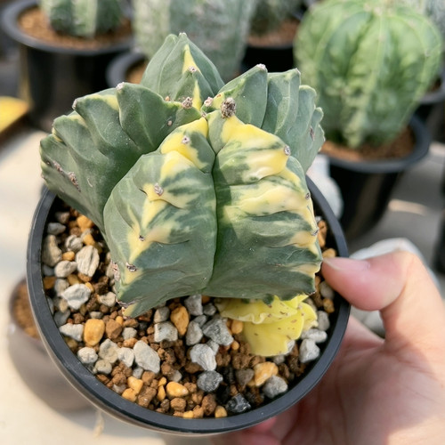 双头龟甲鸾锦