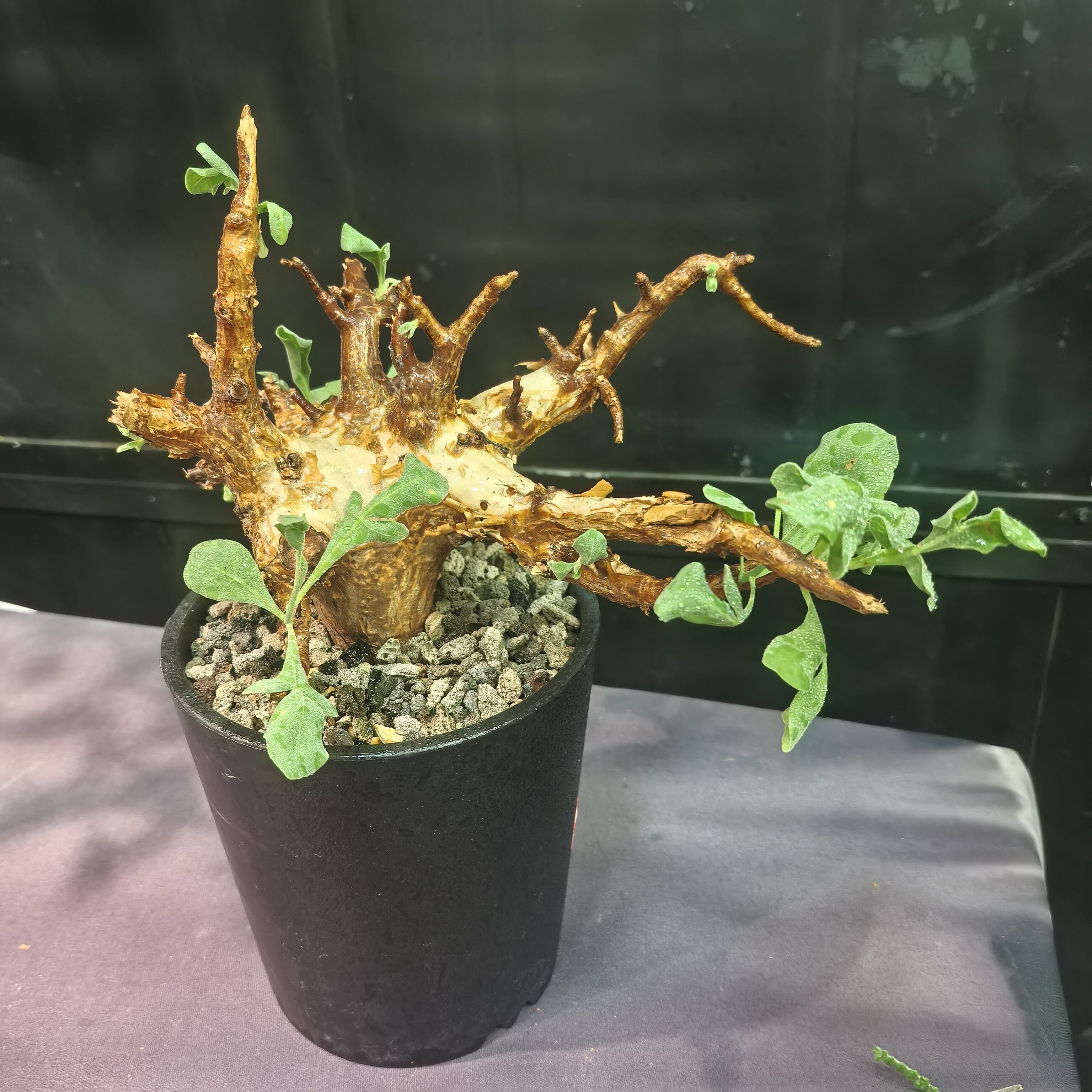威迪橄榄commiphra wildii潮流块根植物一物一拍260526
