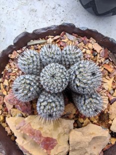 直刺佩雷群实生潮流植物仙人球一物一拍拍摄于20260220