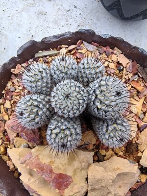 直刺佩雷群实生潮流植物仙人球一物一拍拍摄于20260220