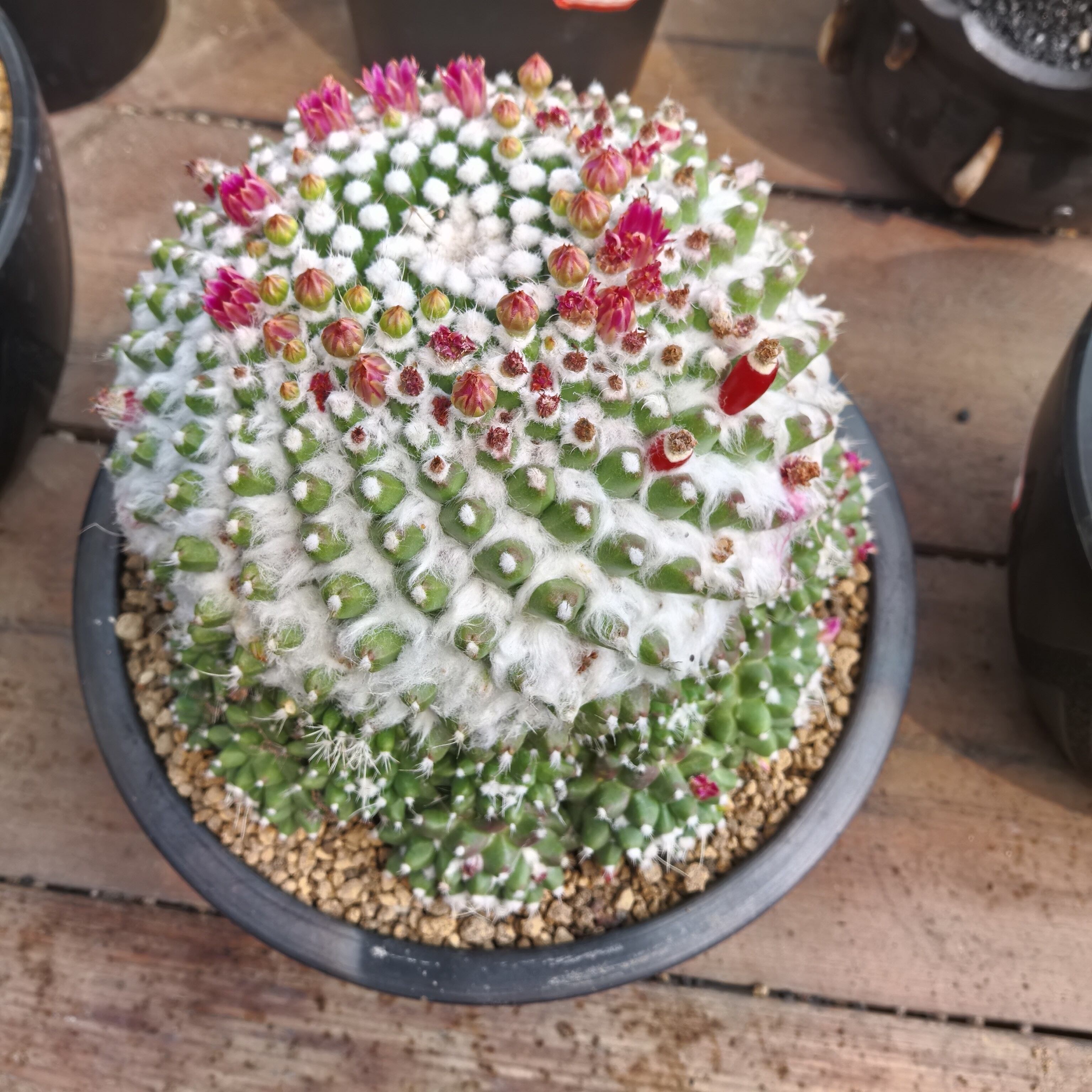 雪糕群实生植物仙人球一物一拍精品拍摄于260411