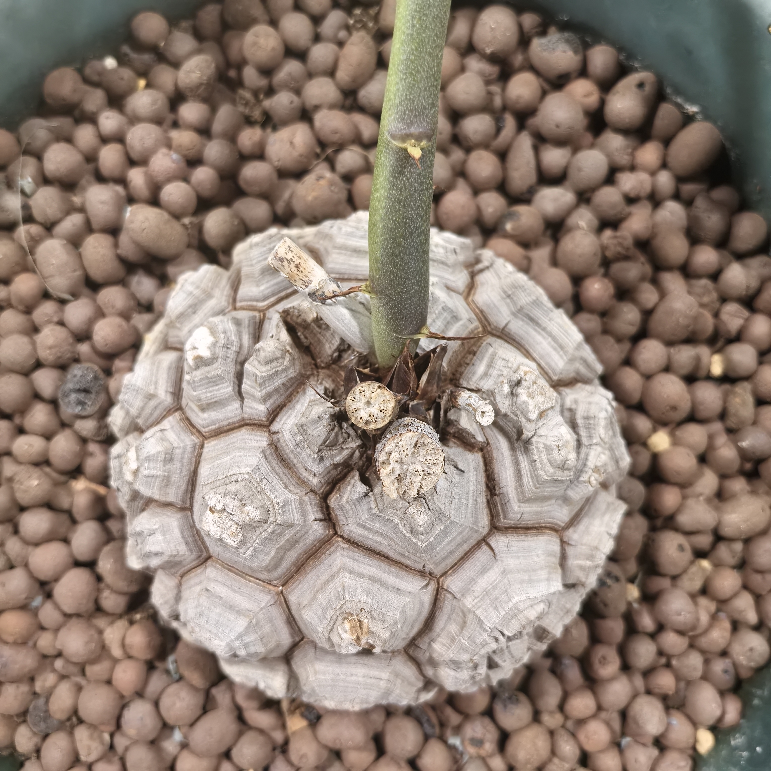 南非龟甲龙314盆栽多年一物一拍潮流块根植物盆栽251203