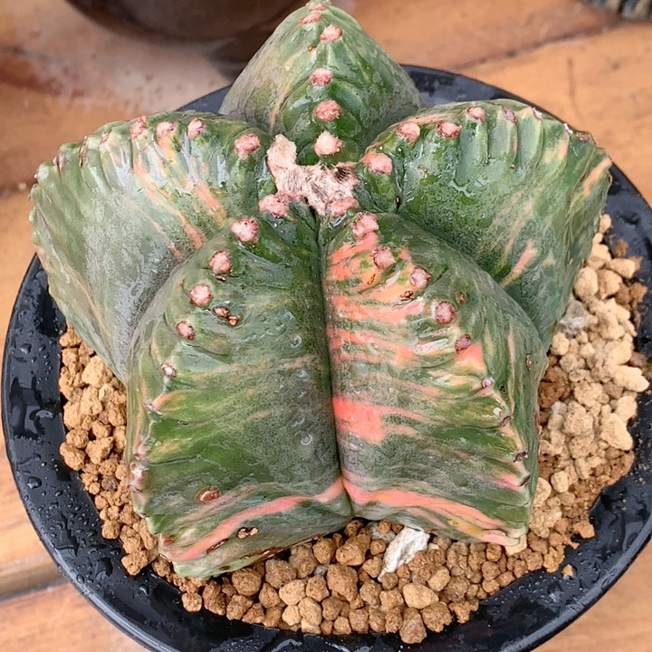 大龟甲鸾锦11.3厘米,鲜花速递/花卉仿真/绿植园艺,多肉植物,淘宝优惠券,粉丝福利购,淘宝优惠卷