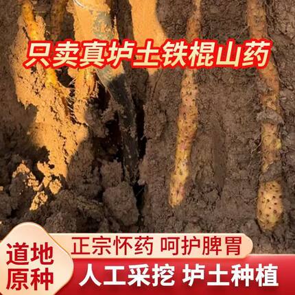 【顺丰包邮】2025新焦作温县垆土铁棍鲜山药怀山药现挖37公分左右