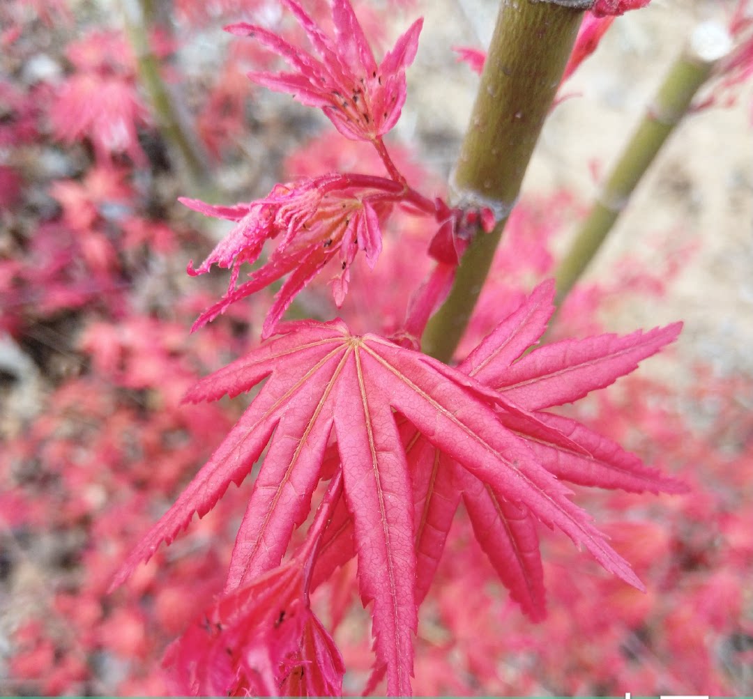 新品热卖青玄枫树羽团扇枫羽扇槭进口品种庭院树盆栽