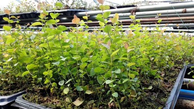 鼓岭蓝莓苔藓南北高丛兔眼果树