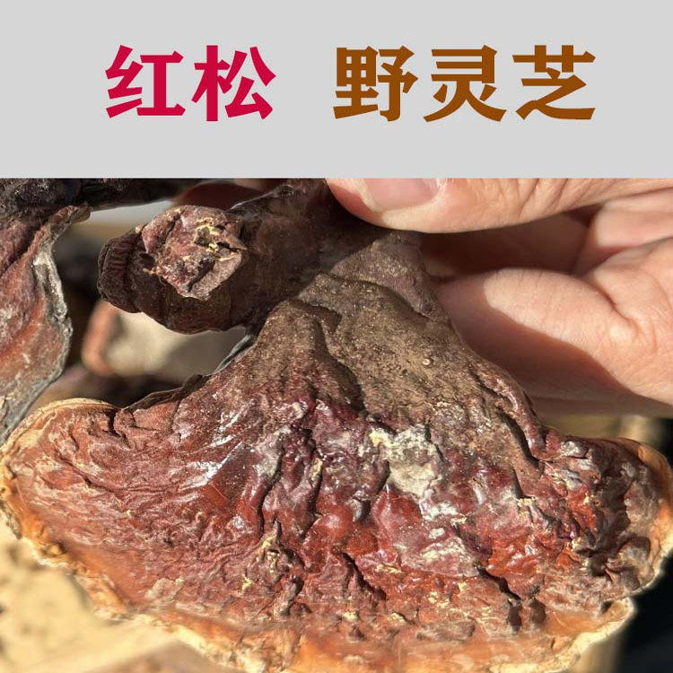 长白山野生灵芝  赤芝  松杉灵芝  红松灵芝