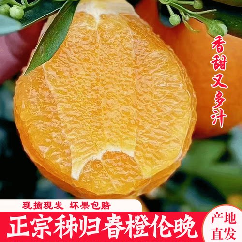 湖北秭归伦晚脐橙现摘大果手剥