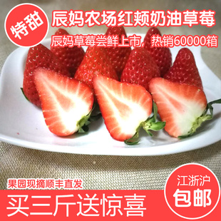 新鲜草莓奶油草莓现摘现发草莓红颊草莓牛奶草莓建德草莓3斤顺丰