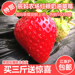 草莓新鲜奶油草莓现摘现发草莓红颊草莓牛奶草莓建德草莓3斤顺丰