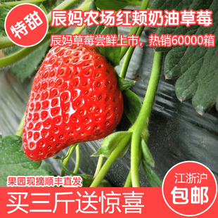 日本红颊草莓牛奶草莓新鲜草莓建德草莓红颜草莓奶油草莓3斤顺丰