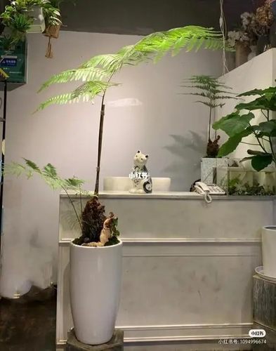 蕨类植物盆栽素材模板 蕨类植物盆栽图片下载 小麦优选 蕨类植物盆栽素材模板 蕨类植物盆栽图片下载 小麦优选