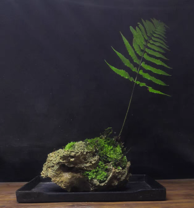 蕨类植物 红鳞蕨 室内桌面绿植盆栽耐阴好养易活水培老桩一叶蕨