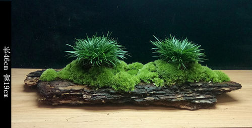 附石苔藓盆栽菖蒲盆景室内茶室