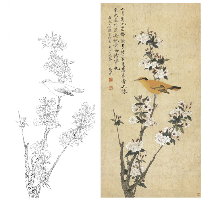 工笔画樱花黄鹂花鸟白描底稿国画临摹勾线练习实物可上色打印稿画