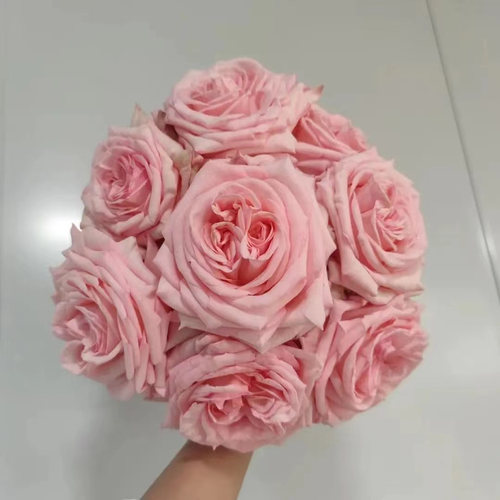 花知述园艺粉荔枝大花浓香抗病花卉月季盆栽玫瑰