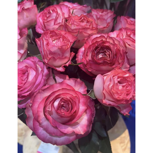 花知述园艺冰红丝绒四季玫瑰月季花树苗常年开花植物阳台可养庭院