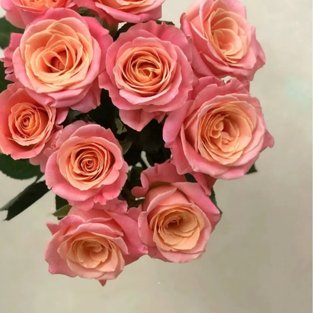 花知述园艺朱朱小姐多头抗病花卉月季盆栽玫瑰