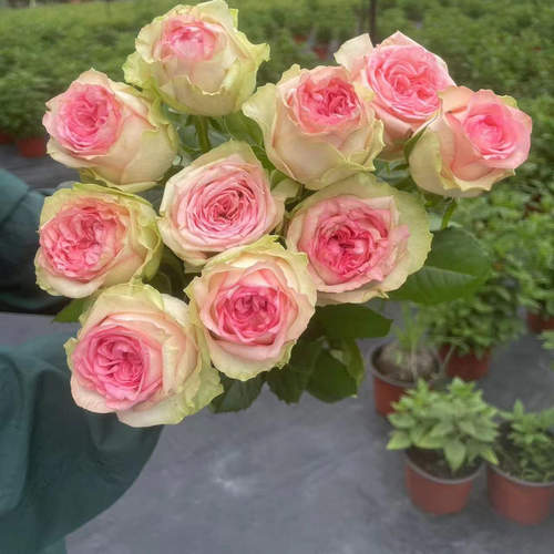 花知述园艺乡村公主四季玫瑰月季花树苗常年开花植物阳台可养庭院