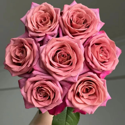 花知述园艺调香师切花直立抗病花卉月季盆栽玫瑰树花苗