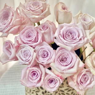 花知述 旋风 切花直立抗病花卉月季盆栽玫瑰树花苗