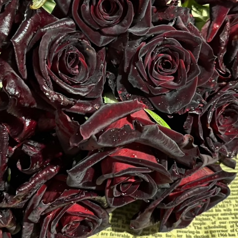 花知述园艺黑巴克切花直立抗病花卉月季盆栽玫瑰