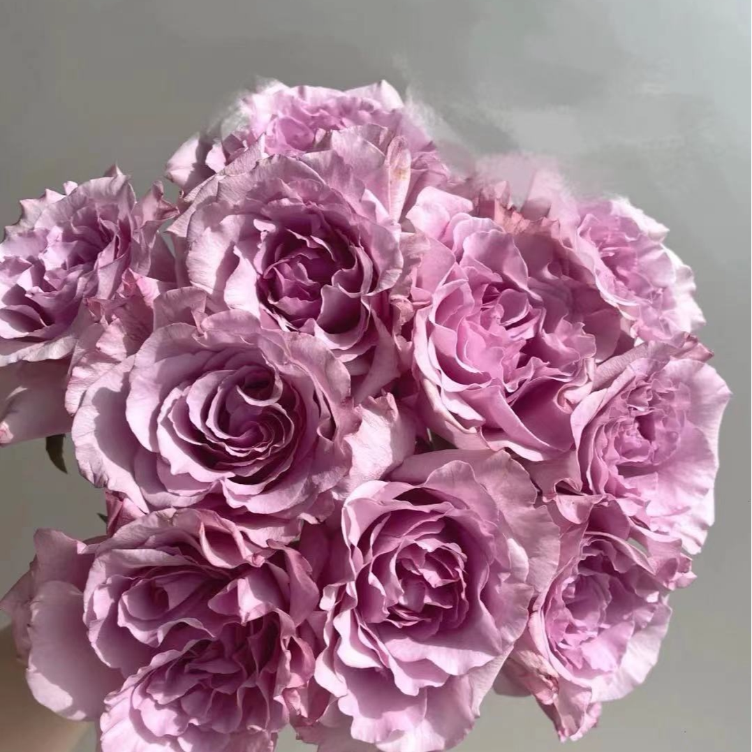 花知述园切花暮光之城月季盆栽花卉玫瑰花带花苞阳台植物图片