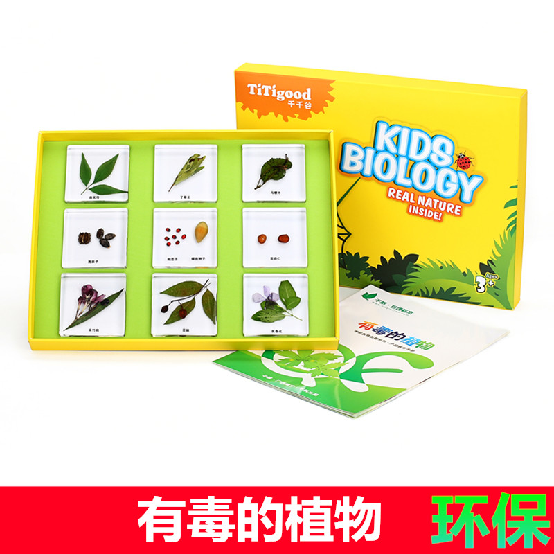 幼儿园科学发现室教学教具有毒的植物银杏种子 标本 套装皮皮科教