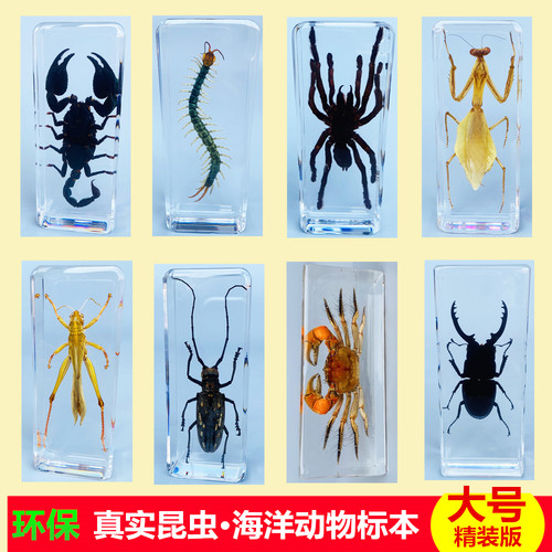 真实动物昆虫标本树脂螃蟹天牛