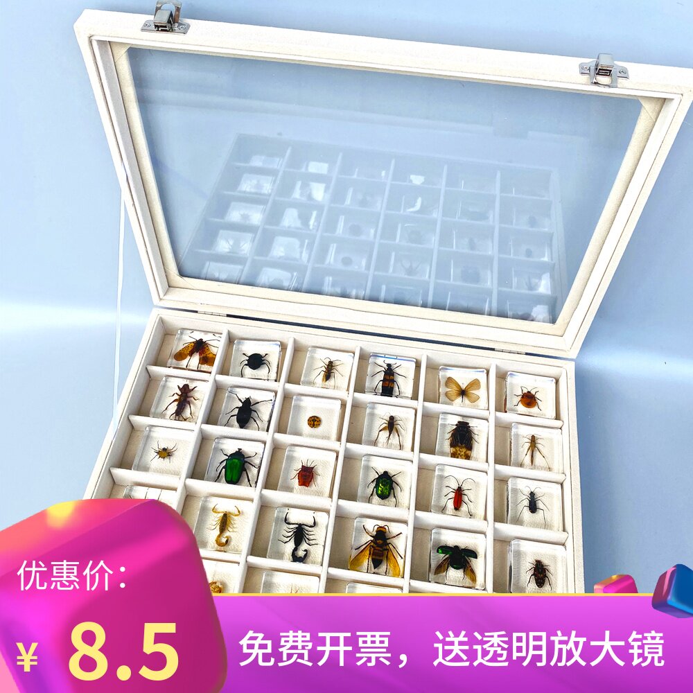 幼儿园真实动植物昆虫萤火虫标本屎壳郎蜜蜂海星螃蟹海螺花朵琥珀