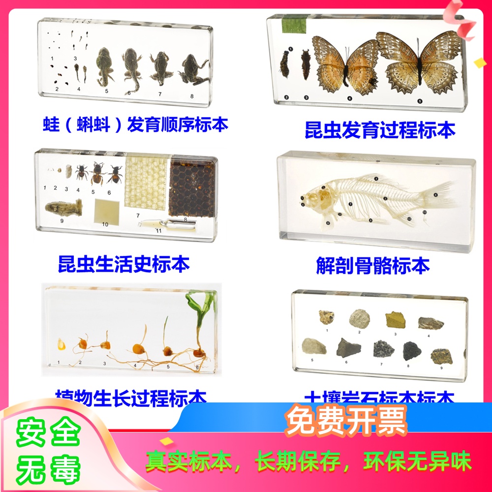 昆虫发育标本幼儿园教学植物生长