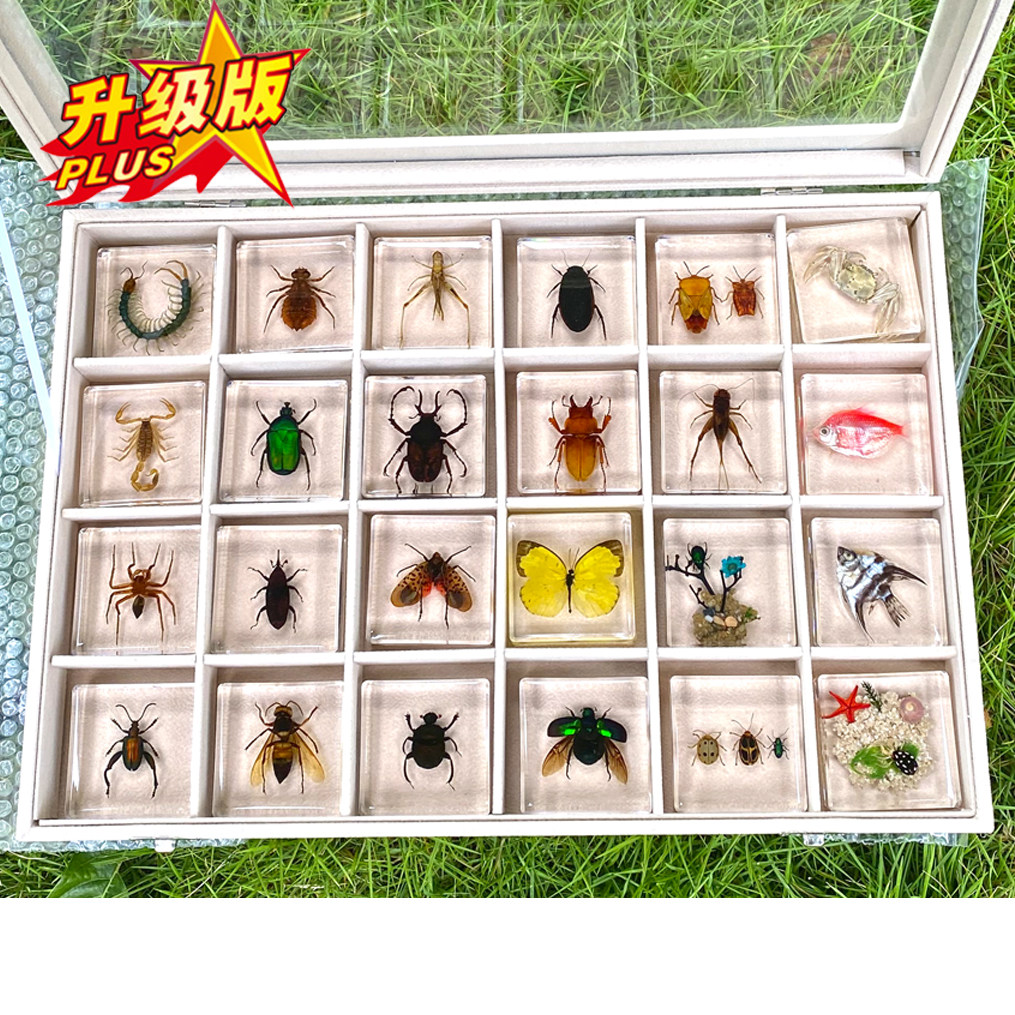生物虫子法布尔真昆虫标本礼盒玩具琥珀教学海洋螃蟹蝴蝶科学实验,玩具/童车/益智/积木/模型,科学实验,淘宝优惠券,粉丝福利购,淘宝优惠卷