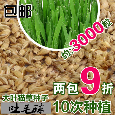 大叶猫草种子约3000粒发芽率高