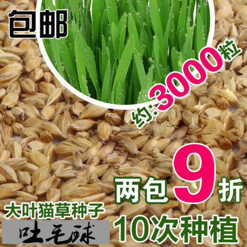 大叶猫草种子约3000粒发芽率高