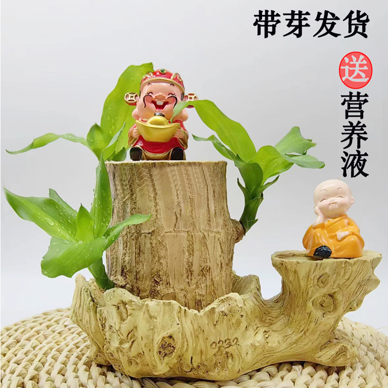 巴西木客厅防蚊虫去甲醛开花幸运