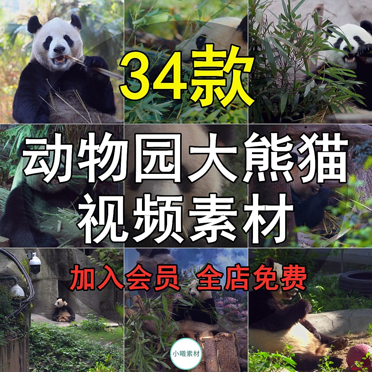 大熊猫视频素材小浣熊玩耍悠闲国宝保护动物园吃竹叶竹子睡觉爬树