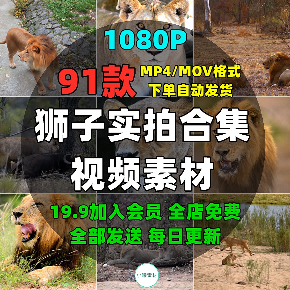 狮子实拍视频素材野生动物园动物荒野雄狮母狮森林中大自然非洲狮
