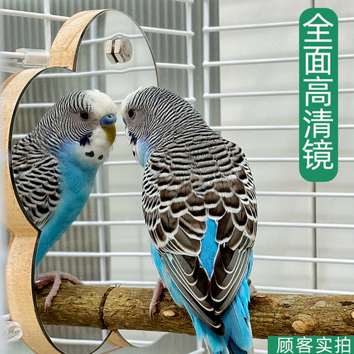 鹦鹉镜子花椒木站架鸟用镜子站台