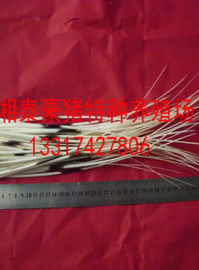 养殖豪猪刺细长型制作各种工艺品优质材料长30-50CM