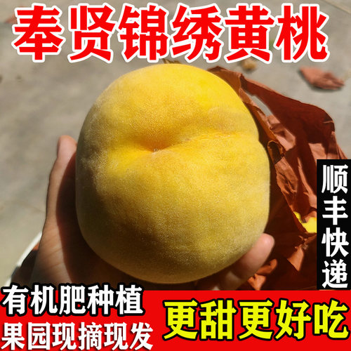 正宗上海奉贤锦绣黄桃新鲜超香甜