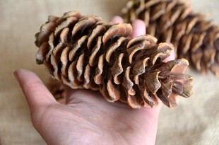 复古做旧美国纯天然松果超大松球干花果家居饰品玻璃罐装diy材料