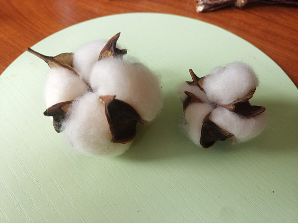 手工干花单朵白色无杆棉花diy花材花环配材花盒制作永生花装饰