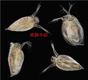 圆水蚤活体鱼虫饲料家养水蚤种繁殖斗鱼幼苗开口饵料蹦蹦虫 包邮