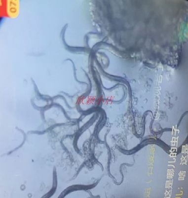 活体线虫 生物实验 视频直播 教学 管线虫 微型蠕虫 白线虫  微虫