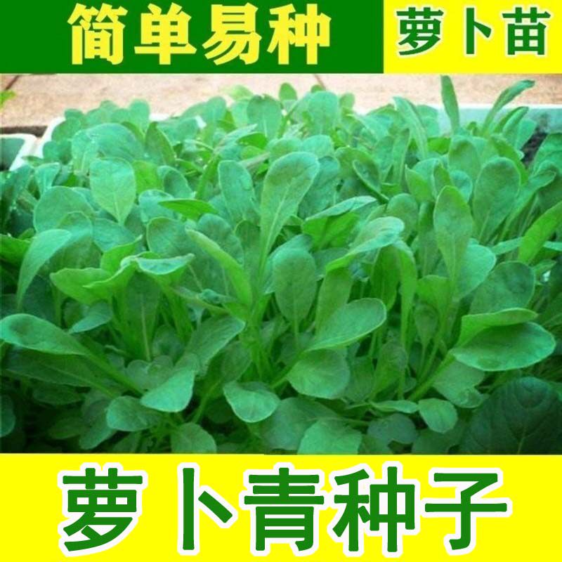 萝卜菜种子萝卜青青白梗口感鲜嫩