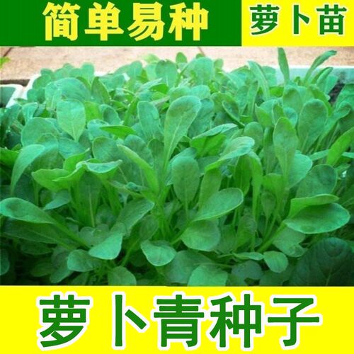萝卜菜种子 萝卜青半青白梗萝卜苗四季易种芽苗菜生长快口感鲜嫩 - 封面