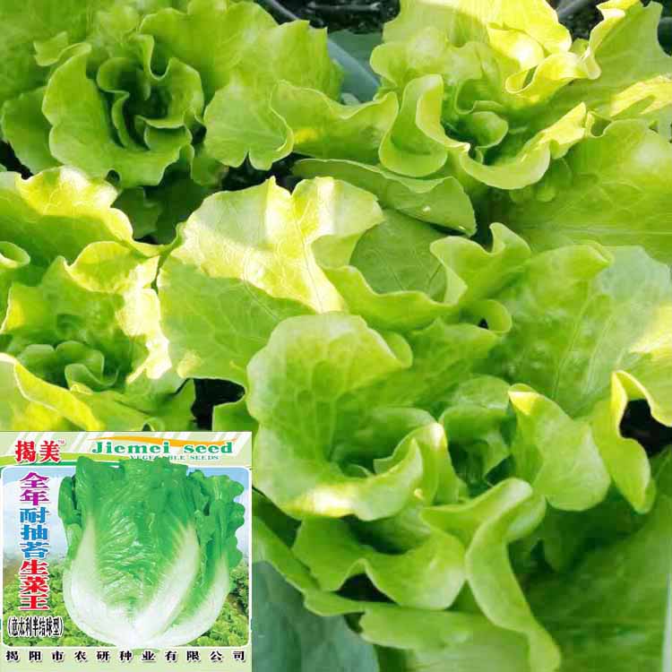 生菜种子意大利生菜耐热耐寒耐抽苔阳台庭院四季播易种高发芽率