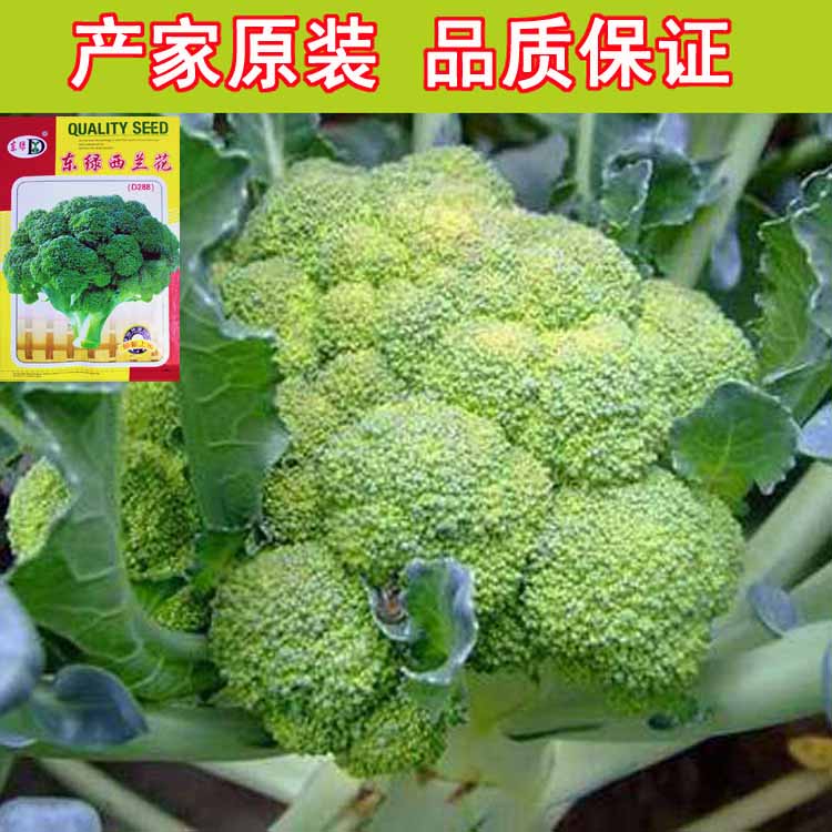 西兰花种子 花椰菜松花菜 阳台庭院四季播大棚蔬菜种子9.9元包邮