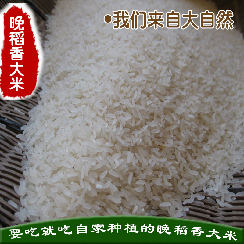 爱橙山庄　晚稻自家种植大米农家米秋米南方大米